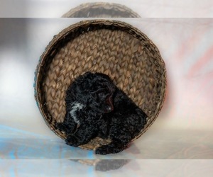 Maltipoo-Poodle (Toy) Mix Puppy for sale in LAS VEGAS, NV, USA