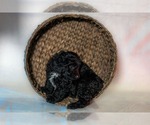 Small Maltipoo-Poodle (Toy) Mix