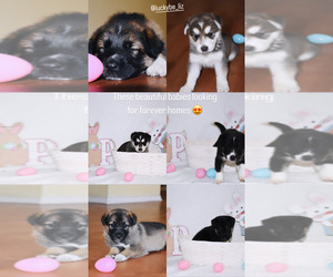 German Shepherd Dog-Siberian Husky Mix Puppy for sale in HEMET, CA, USA