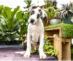Small #3 Great Dane
