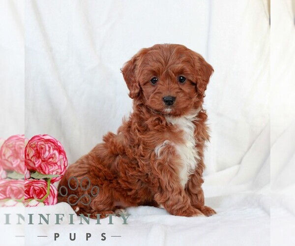 Medium Photo #1 Cavapoo (Miniature) Puppy For Sale in LITITZ, PA, USA