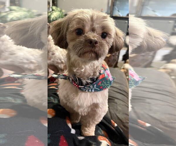 Medium Photo #1 Shih Tzu Puppy For Sale in Mount Pleasant, SC, USA
