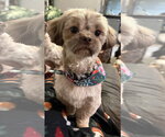 Small Shih Tzu