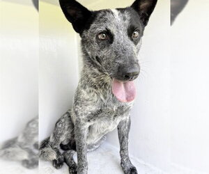 Mutt Dogs for adoption in Houston, TX, USA