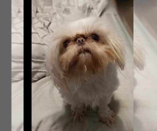Medium Photo #1 Shih Tzu Puppy For Sale in FANNING SPGS, FL, USA