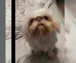 Small Photo #1 Shih Tzu Puppy For Sale in FANNING SPGS, FL, USA