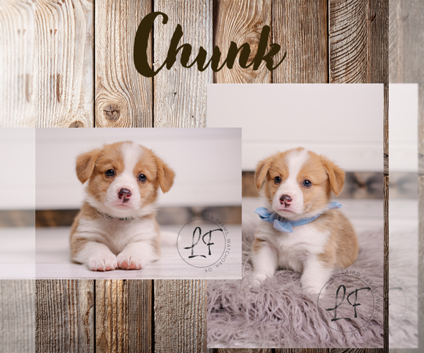 Medium Photo #7 Pembroke Welsh Corgi Puppy For Sale in MORRISON, OK, USA