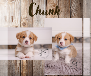 Medium Pembroke Welsh Corgi