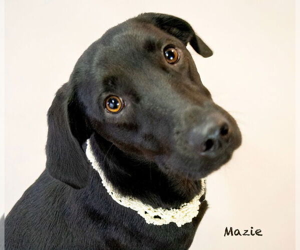Medium Photo #3 Labrador Retriever-Unknown Mix Puppy For Sale in Hot Springs Village, AR, USA