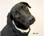 Small #2 Labrador Retriever Mix