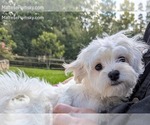 Small #13 Maltese