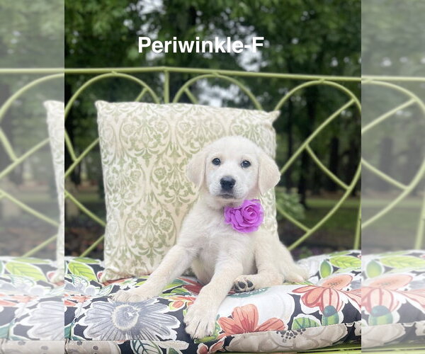 Medium Photo #1 Labrenees Puppy For Sale in Rockaway, NJ, USA