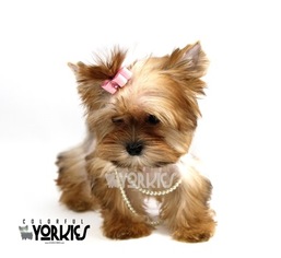 Yorkshire Terrier Puppy for sale in ROANOKE, TX, USA