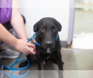 Labrador Retriever-Red Heeler Mix Dogs for adoption in Mountain Home, AR, USA