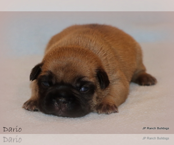 Medium Photo #11 French Bulldog Puppy For Sale in WINNSBORO, TX, USA