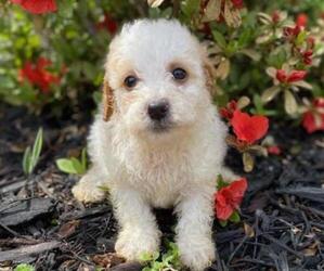 Goldendoodle (Miniature) Puppy for sale in HICKORY, NC, USA