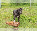Small #4 Border Collie Mix