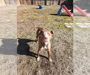 Gingy - Male Mutt Dog for Adoption - Photo #3