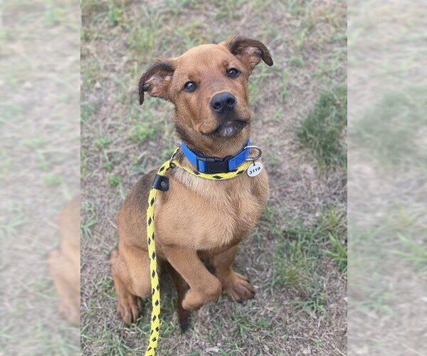 Medium Photo #1 Shepradors Puppy For Sale in Forestville, MD, USA