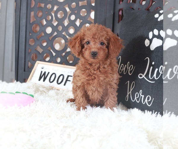 Medium Photo #4 Poodle (Toy) Puppy For Sale in MOUNT VERNON, OH, USA