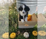 Small Photo #53 Australian Shepherd Puppy For Sale in RUSSELL, IA, USA