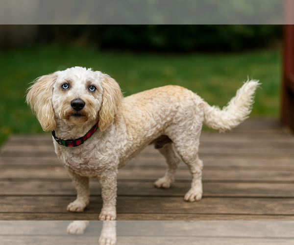 Medium Photo #2 Cock-A-Poo-Poodle (Miniature) Mix Puppy For Sale in Phoenix, AZ, USA