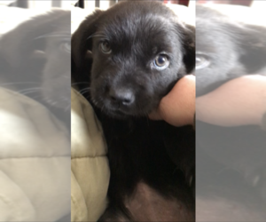 Labrador Retriever-Siberian Husky Mix Puppy for sale in SAN DIEGO, CA, USA