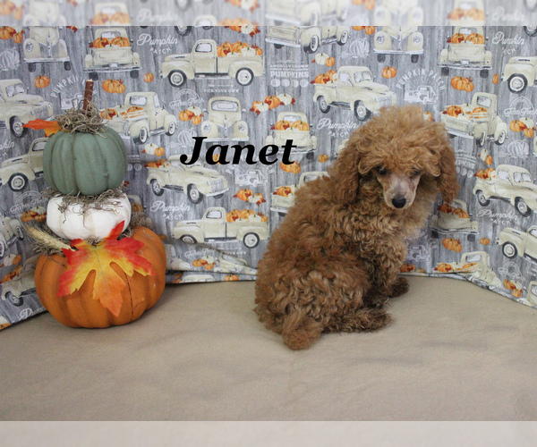 Medium Photo #9 Poodle (Toy) Puppy For Sale in CHANUTE, KS, USA