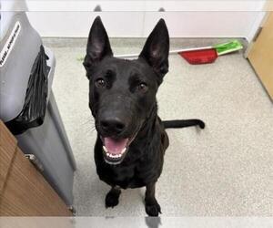 German Shepherd Dog-Unknown Mix Dogs for adoption in Fort Collins, CO, USA