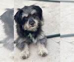 Small #1 Shih Tzu