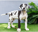 Puppy Jackson Great Dane