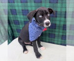 Small #1 Catahoula Leopard Dog Mix