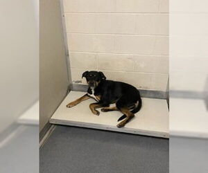 Rottweiler-Unknown Mix Dogs for adoption in Glen Allen, VA, USA