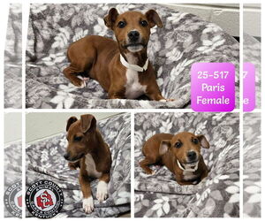 Mutt Dogs for adoption in Georgetown, KY, USA