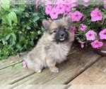 Small #6 Pomeranian