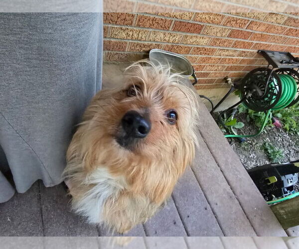 Medium Photo #3 Mutt Puppy For Sale in Aurora, IN, USA