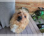 Small #2 Mutt