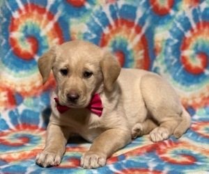 Anatolian Shepherd-Golden Retriever Mix Puppy for sale in LANCASTER, PA, USA