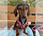 Small #2 Dachshund