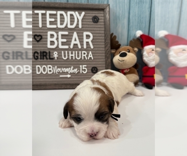 Medium Photo #2 Zuchon Puppy For Sale in NEW YORK MILLS, MN, USA