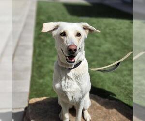 Shepradors Dogs for adoption in Las Vegas, NV, USA