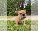 Small Photo #1 French Bulldog Puppy For Sale in SAYREVILLE, NJ, USA