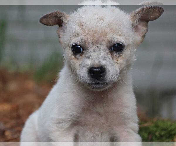 Medium Photo #4 Mutt Puppy For Sale in Southbury, CT, USA