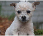 Small Photo #4 Mutt Puppy For Sale in Southbury, CT, USA