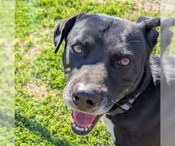 Medium Photo #2 Labrador Retriever-Unknown Mix Puppy For Sale in Houston, TX, USA