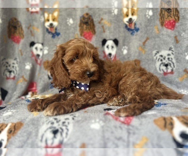 Medium Photo #6 Cock-A-Poo Puppy For Sale in LAKELAND, FL, USA