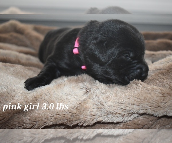 Medium Photo #13 Labrador Retriever Puppy For Sale in PAWNEE, IL, USA