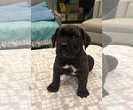 Puppy Blue Cane Corso