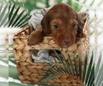 Puppy Puppy 5 Dachshund