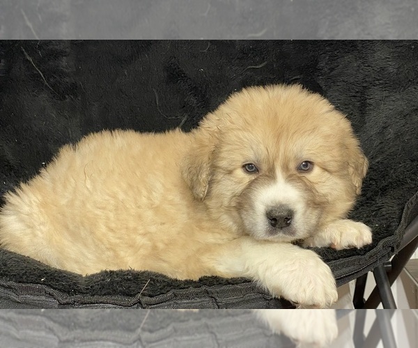 Medium Photo #3 Great Pyrenees Puppy For Sale in CANOGA, NY, USA